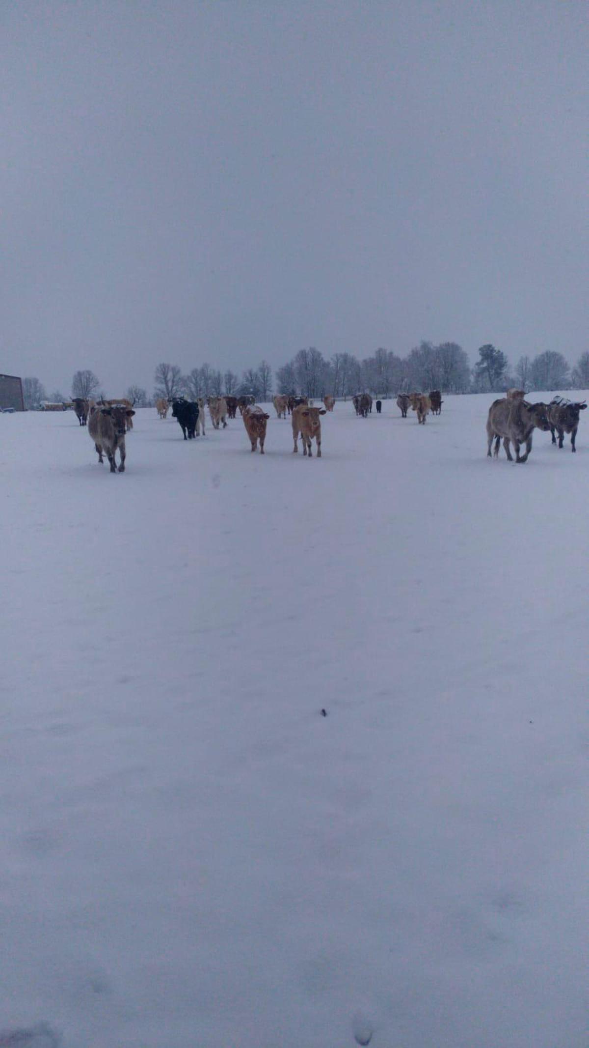 Ganado entre la nieve en Casillas de Flores. | CASAMAR