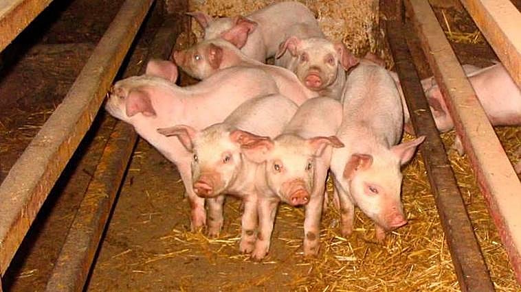 Tostones en una explotación de Peñaranda.