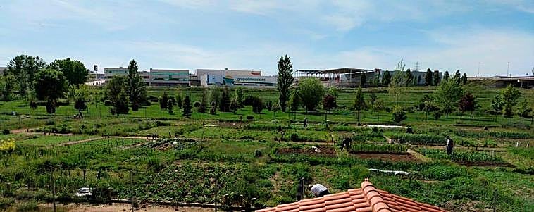 Los usuarios que acudieron ayer a los huertos familiares de Carbajosa cumplieron con las normas.