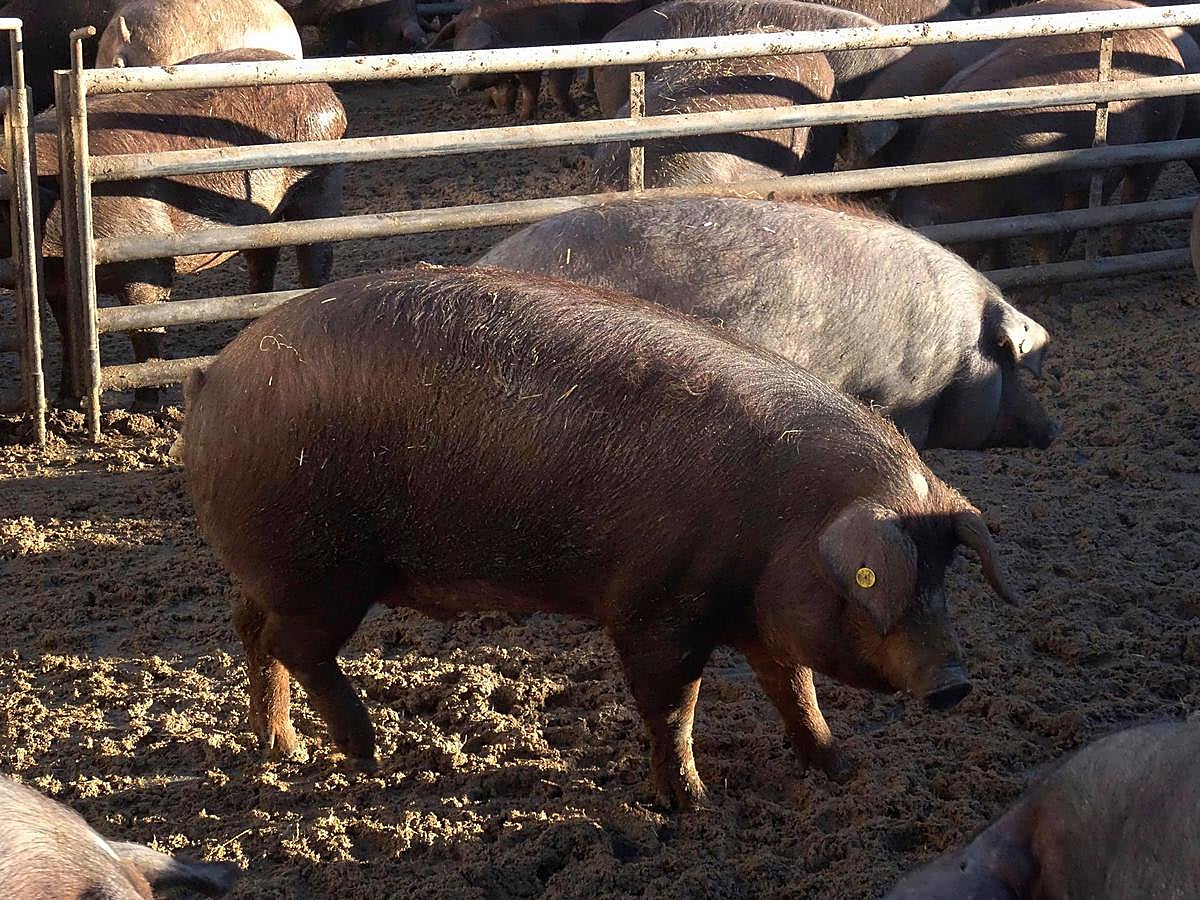 Cerdos ibéricos en una explotación de Salamanca