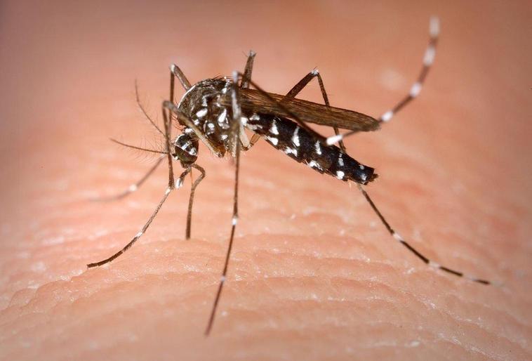 El mosquito tigre transmite 22 virus pero no el Covid-19, según expertos