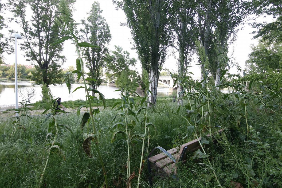 La vegetación de la ribera del Tormes oculta un banco instalado por el Ayuntamiento. | fotos: almeida