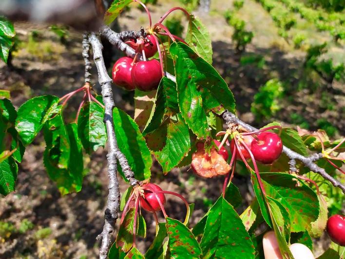 Cerezas en una finca de Santibáñez de la Sierra afectadas por la lluvia y el ataque de los pájaros.