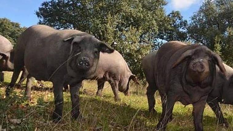 Cerdos ibéricos en una dehesa salmantina durante la época de montanera.