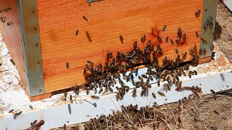 Malestar por el ‘insuficiente’ etiquetado de la miel que aprobó el Gobierno por sorpresa