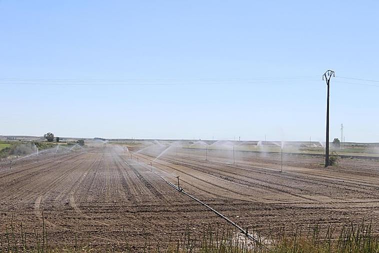 Parcela de regadío entre las localidades de Huerta y Encinas de Abajo.