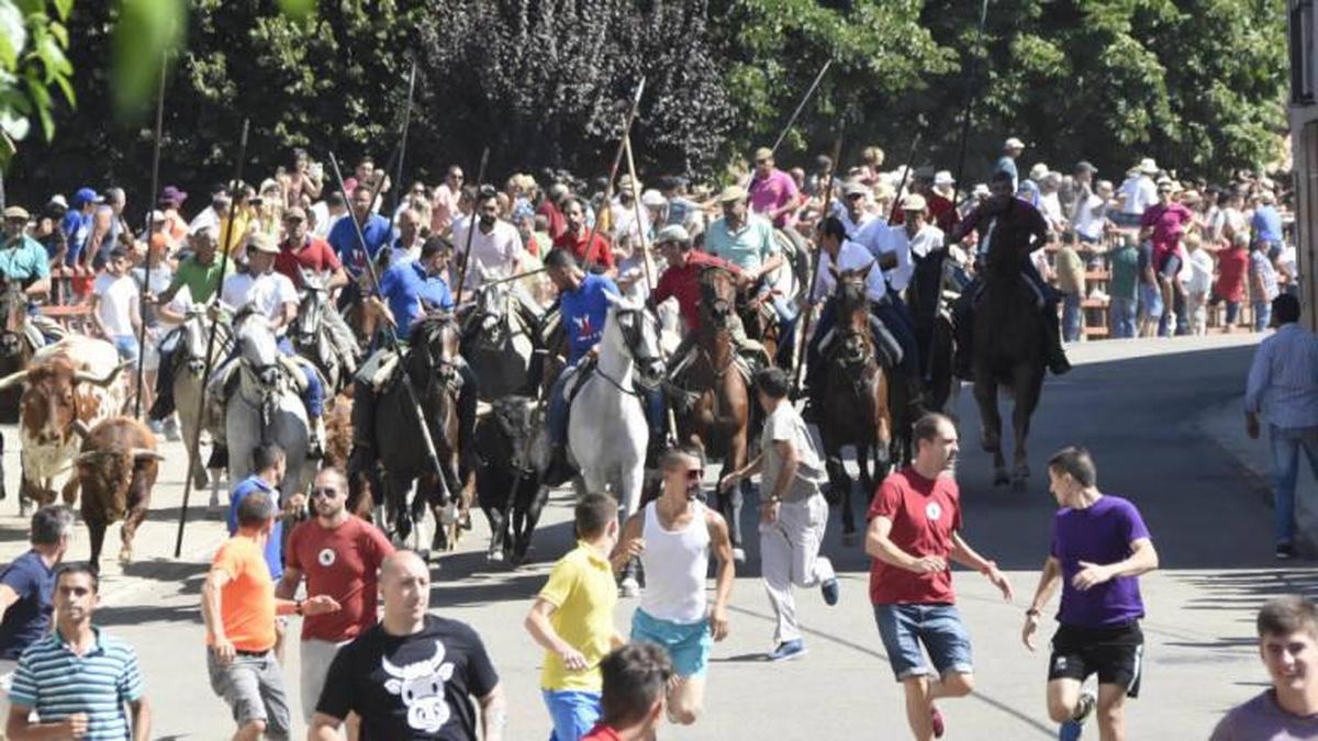 Caballos y corredores guiando a los toros durante un encierro en Fuenteguinaldo.