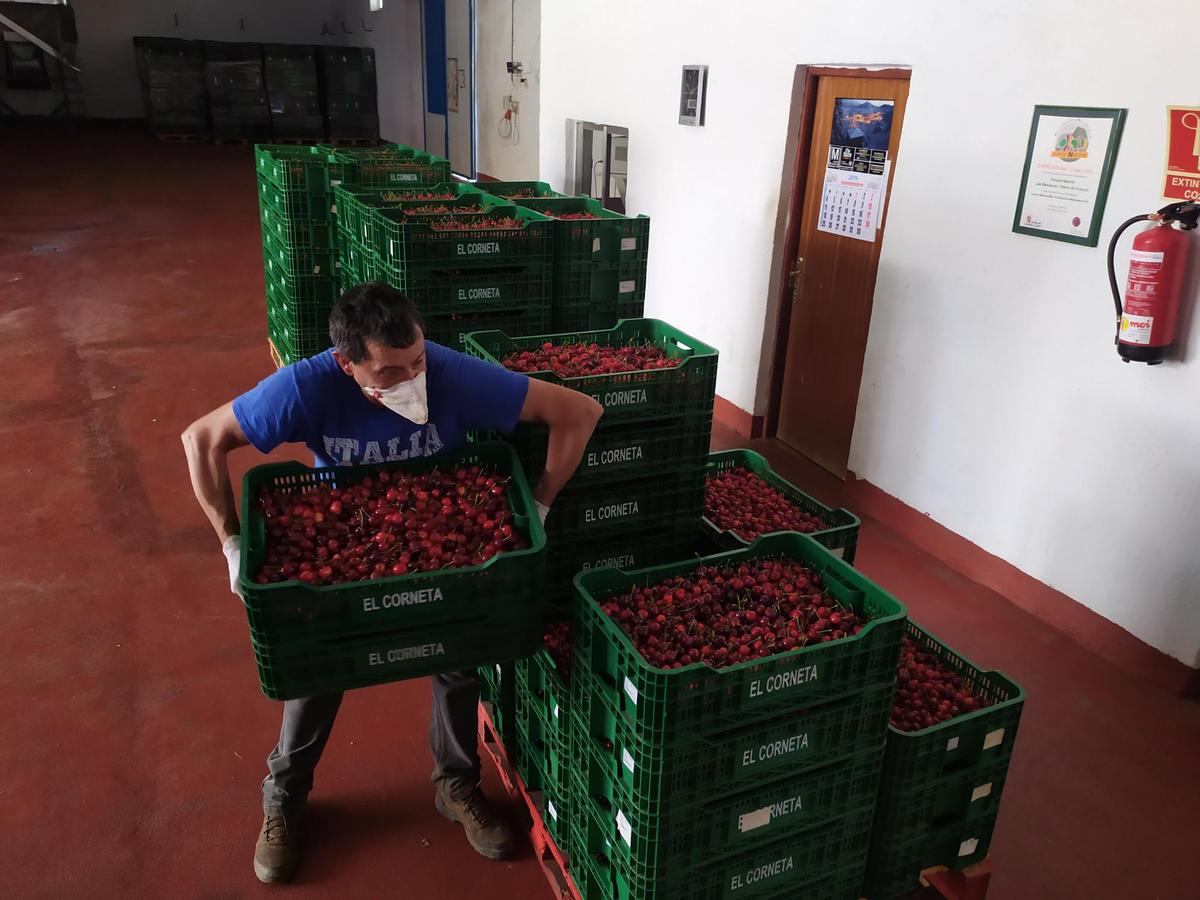 Un agricultor descargando cereza en la cooperativa de Sotoserrano.