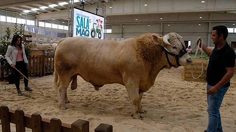 Un concurso ganadero durante la pasada edición de Salamaq.