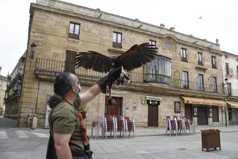 El cetrero mirobrigense José Prieto con “León”, uno de los ejemplares de águila Harris utilizados para acabar con la concentración de palomas.