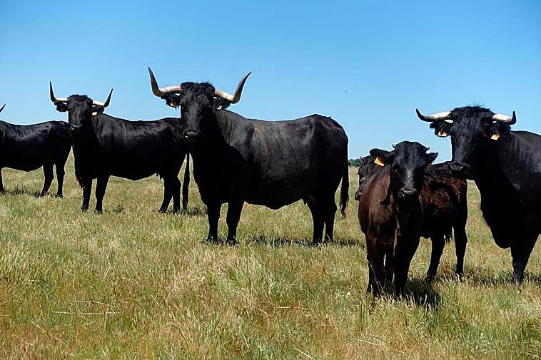 Moruchas en Los Bruñales, Iruelos.