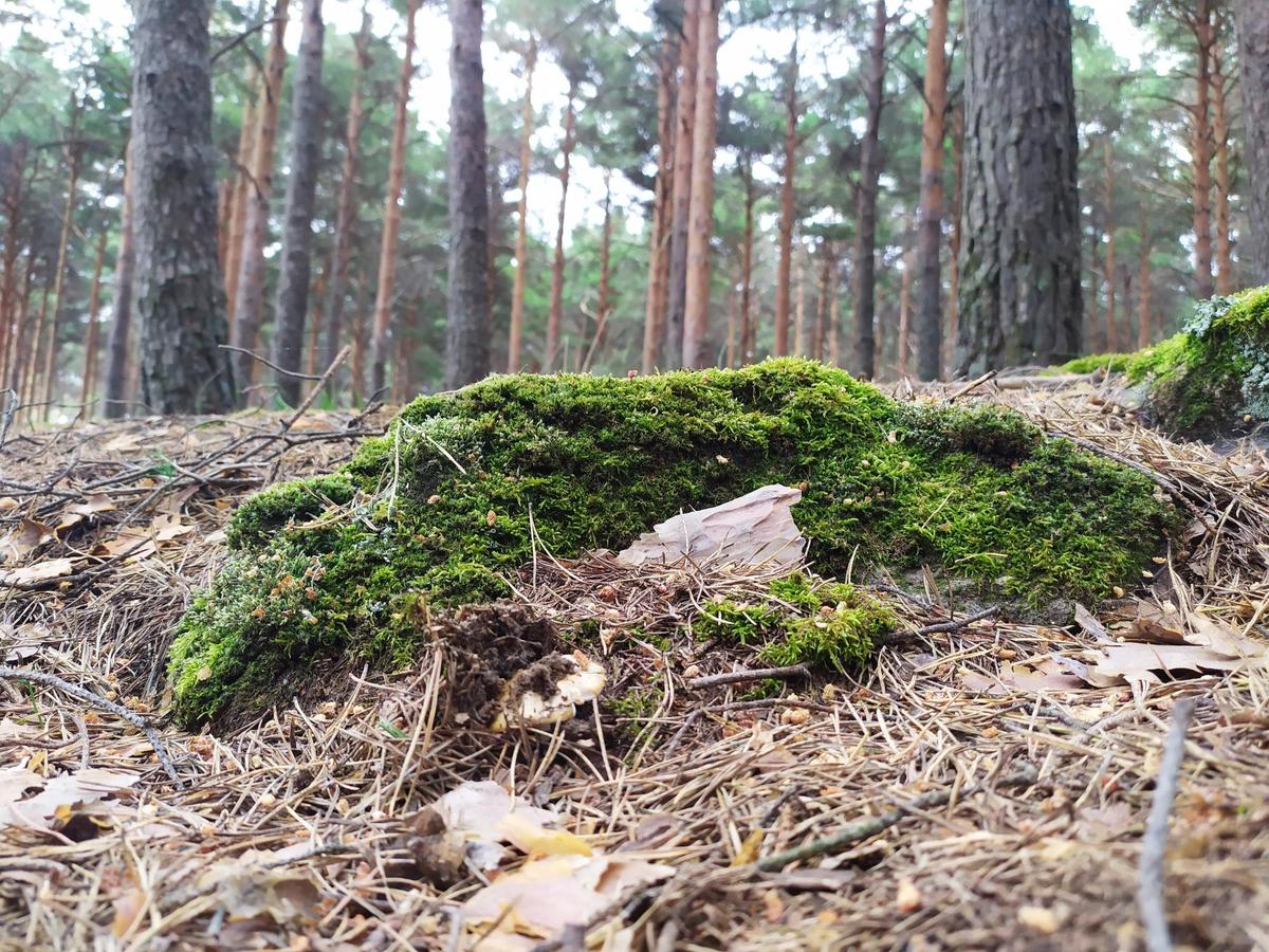 Imagen de uno de los montes de Candelario incluido dentro del programa de aprovechamiento micológico .