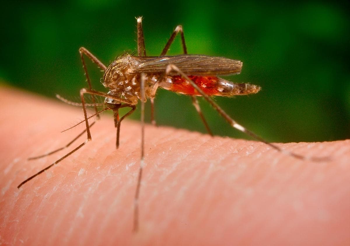 El mosquito ‘Aedes japonicus’.