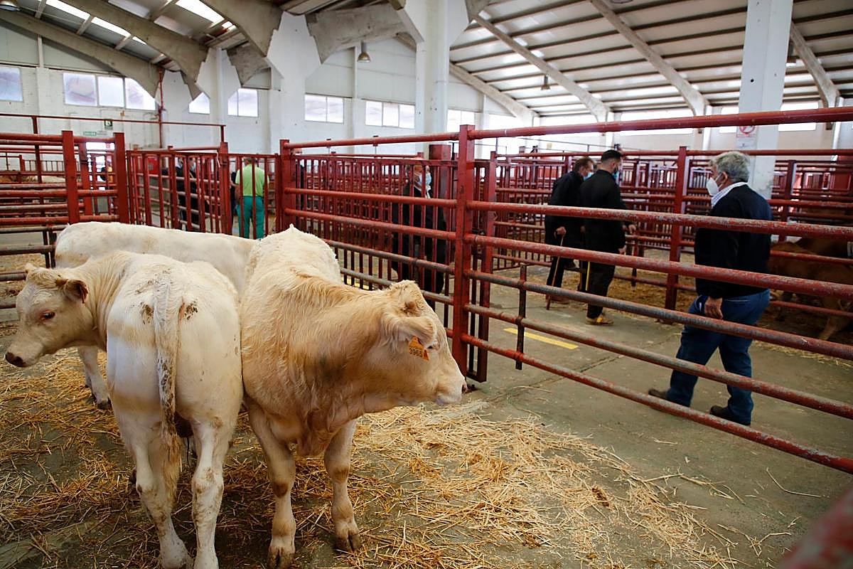Los usuarios del mercado, con la mascarilla obligatoria.