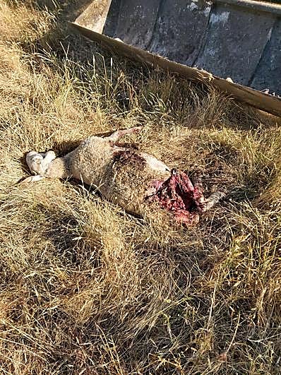 Una de las ovejas muertas en Mieza, con mordeduras en el cuello.
