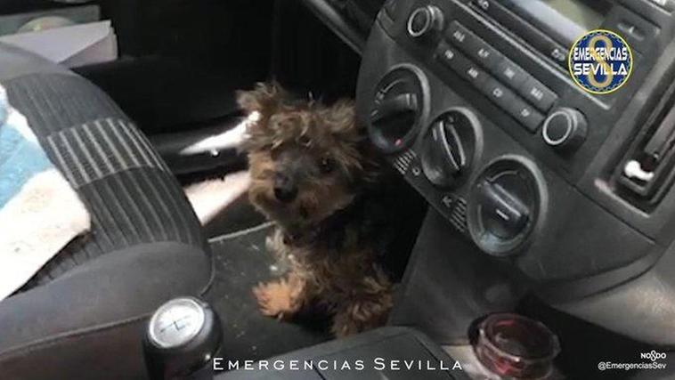 El perro encerrado en el interior del vehículo.