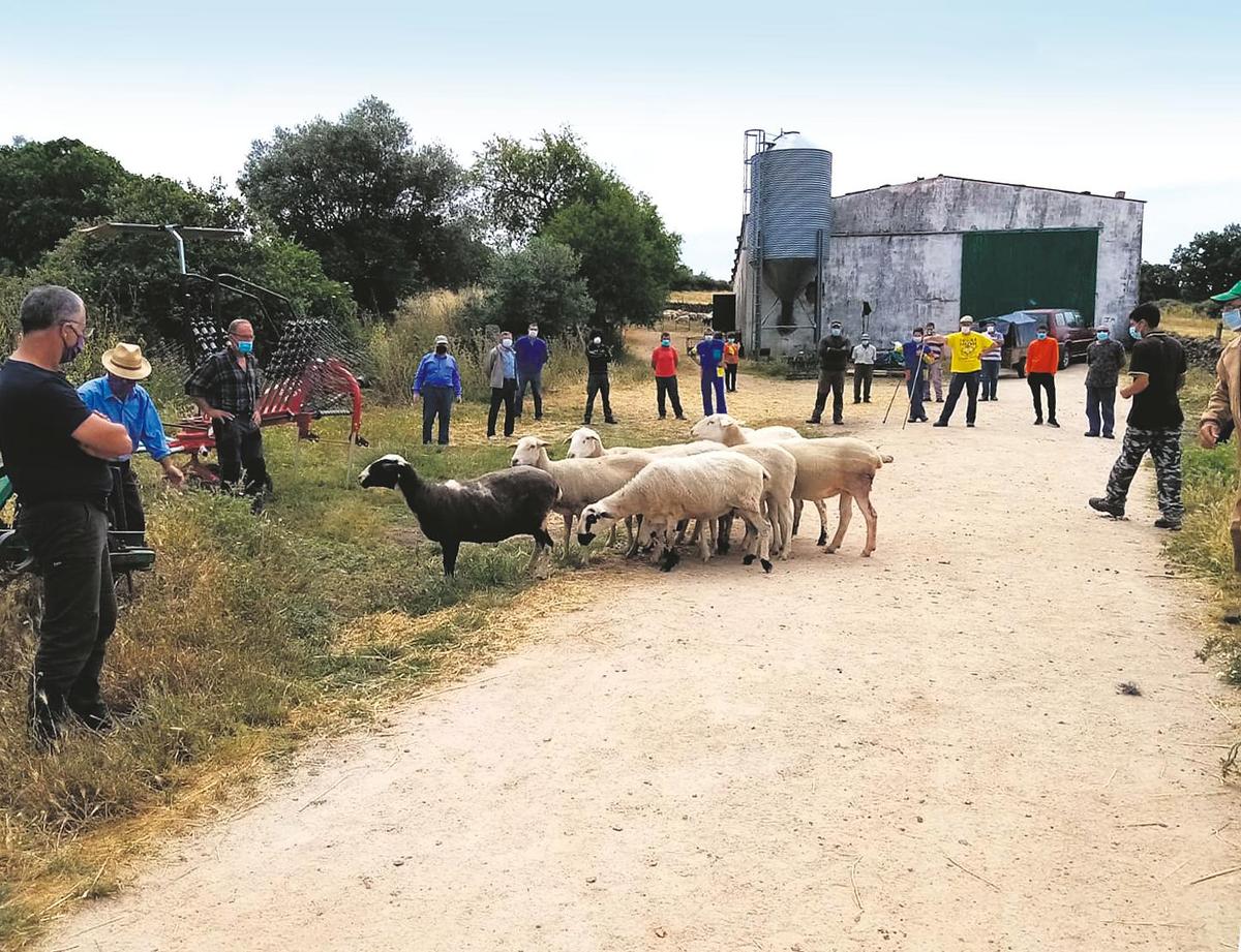 Protesta el pasado día 14 de los ganaderos de ovino contra los ataques del lobo en la localidad de Barreras