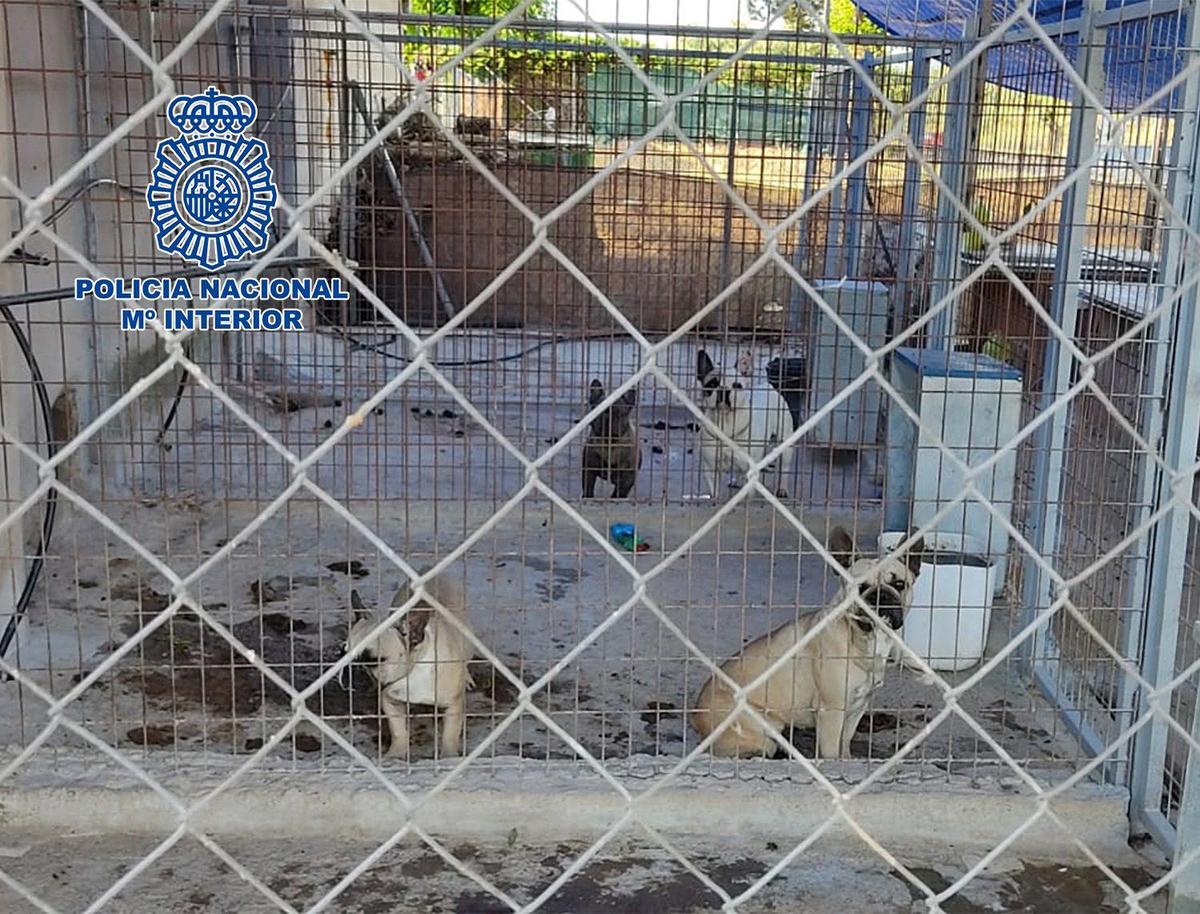 Perros rescatados por la Policía Nacional.