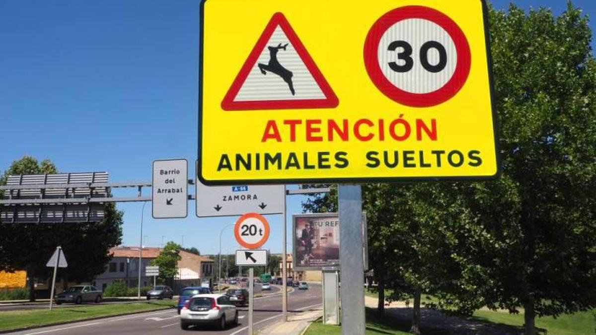 Señal de tráfico alertando de la presencia de animales sueltos en Salamanca.