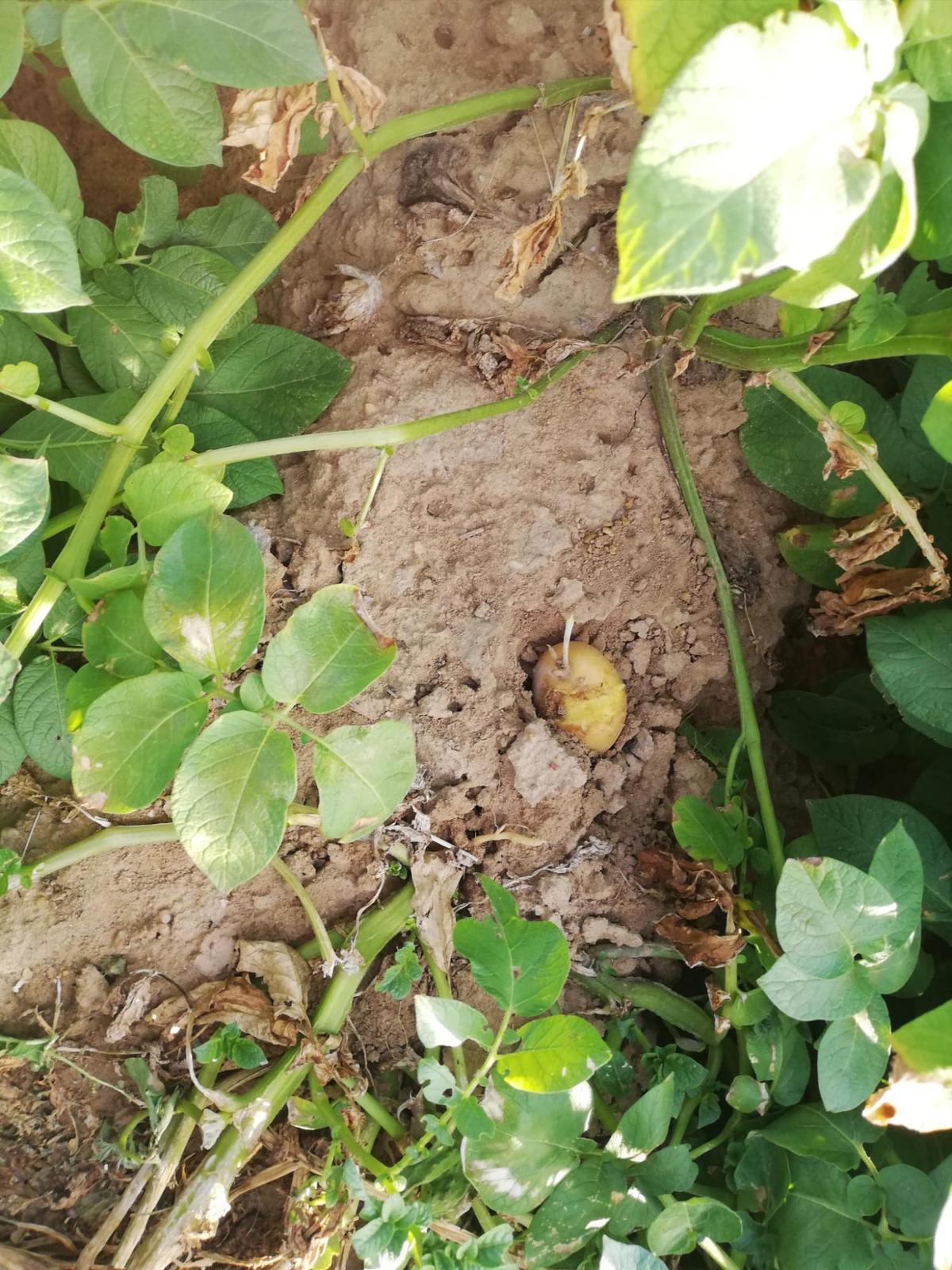 Daños de los topillos en las patatas en Cantalpino.