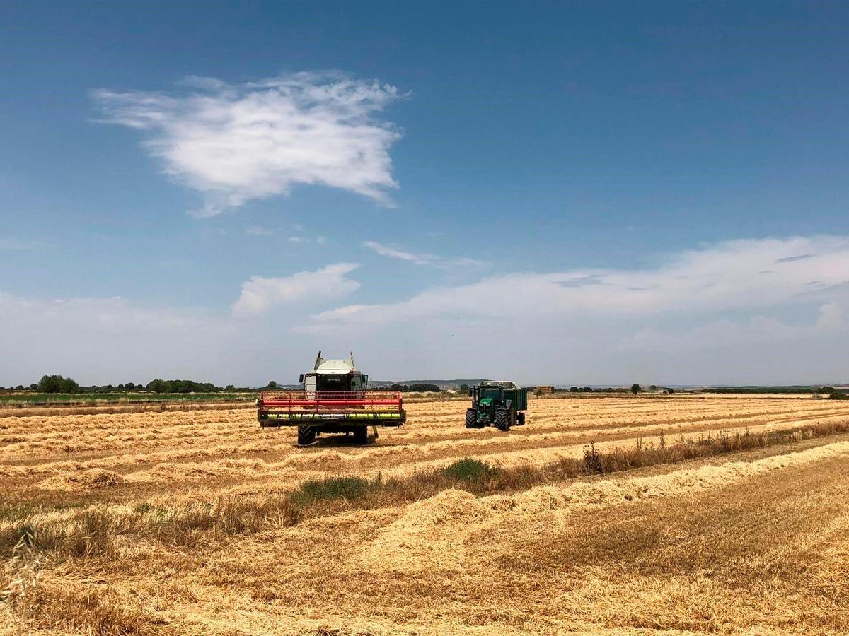 imagen de una cosecha de trigo.