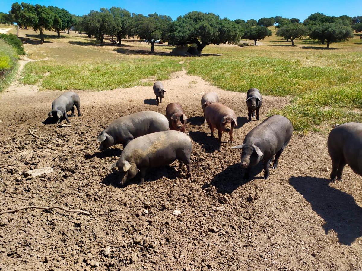 Cerdos en una finca en Cespedosa de Tormes.