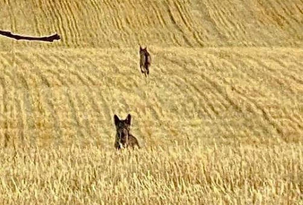 Los dos lobos que atacaron a la corza.