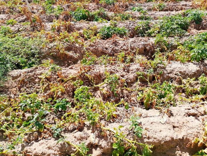 Una parcela sembrada de patatas en Cantalpino y con numerosas huras por la presencia de topillos