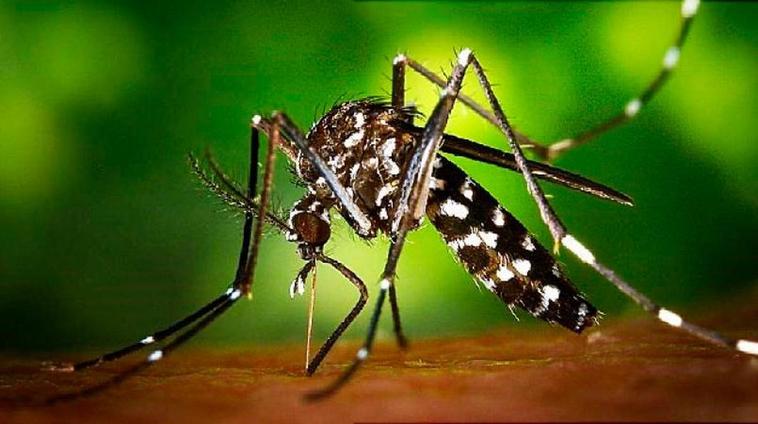 El mosquito tigre transmite el virus Zika y el Dengue