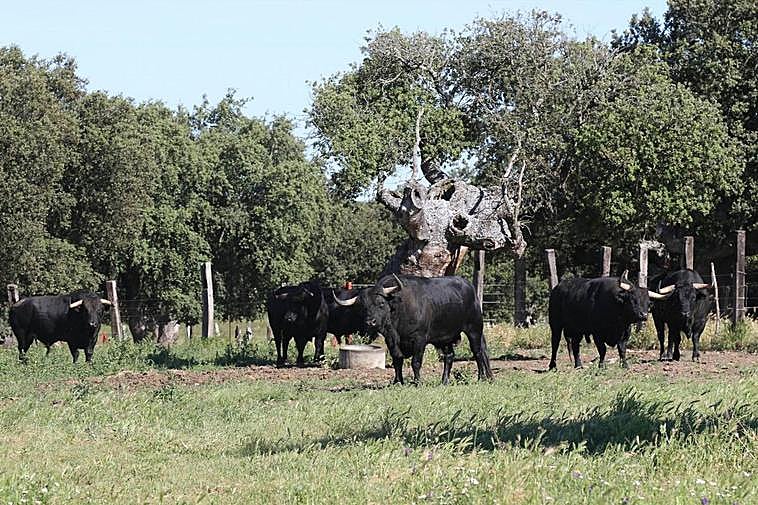 Varios toros bravos en la dehesa salmantina