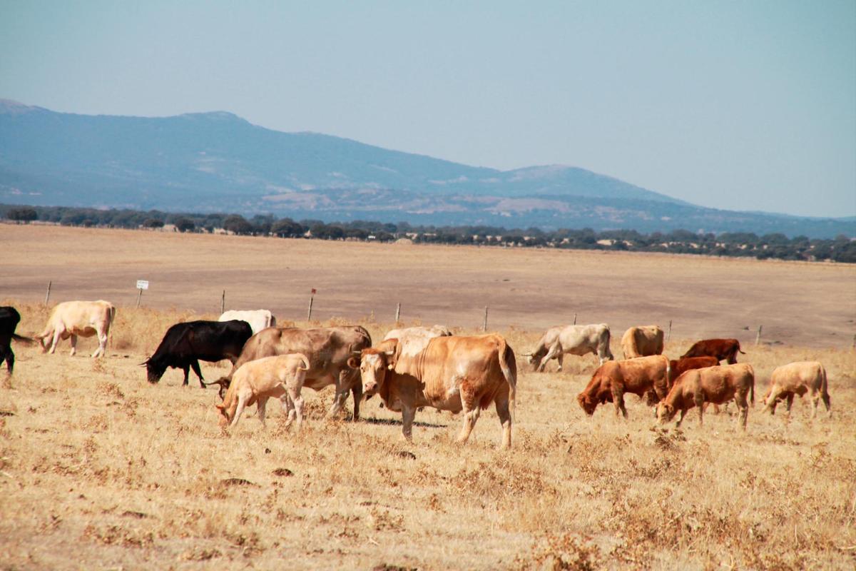 Vacas en una explotación en Berrocal de Salvatierra