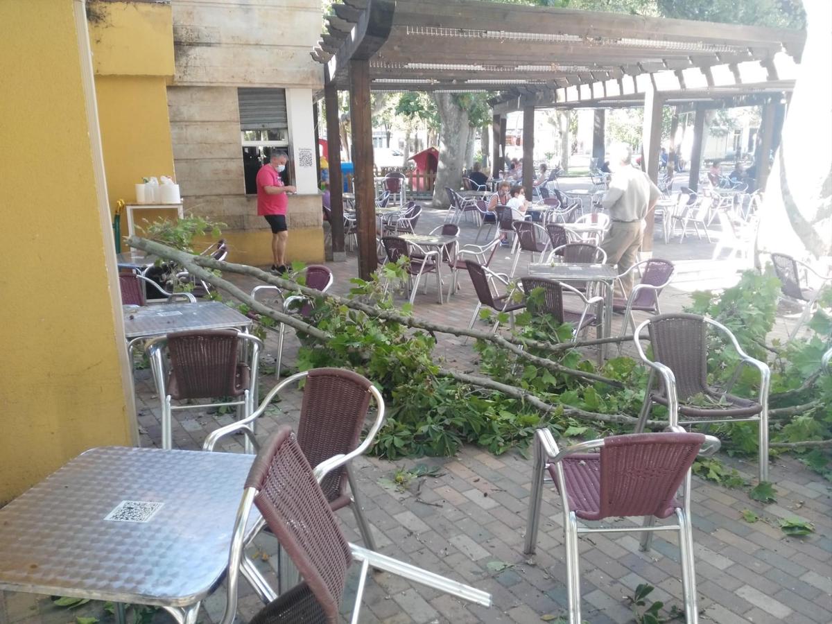 Rama caída sobre la mesa de la cafetería de La Alamedilla.