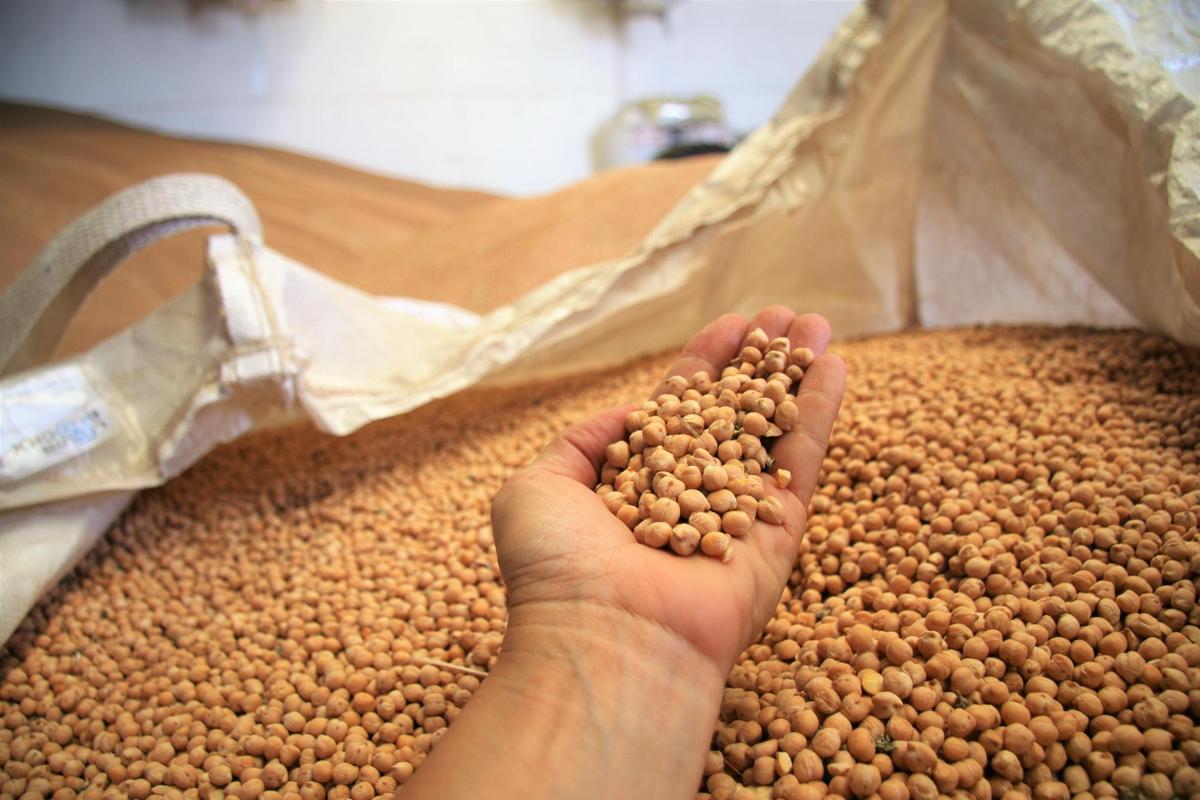 Garbanzos en la localidad de Pedrosillo el Ralo.