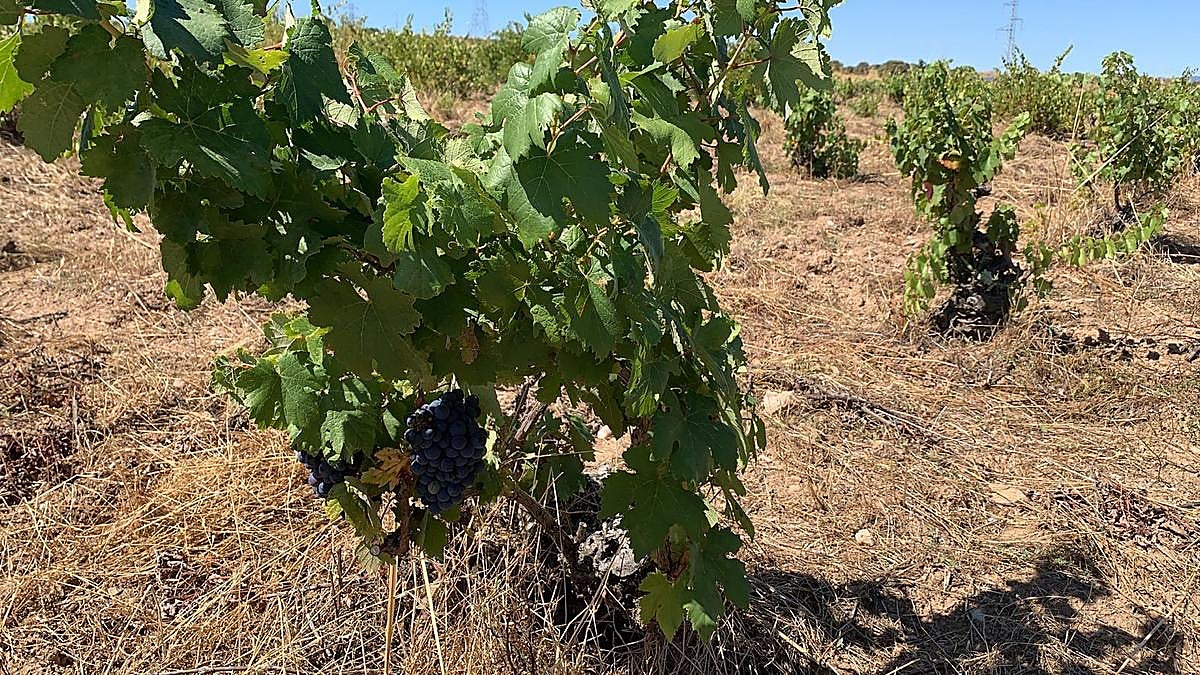 Viñedo de ‘Arribes’, donde se vendimiará a partir del 10.