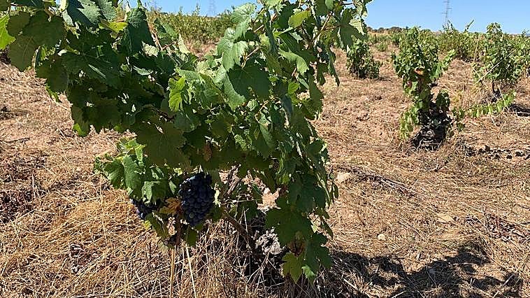 Viñedo de ‘Arribes’, donde se vendimiará a partir del 10.
