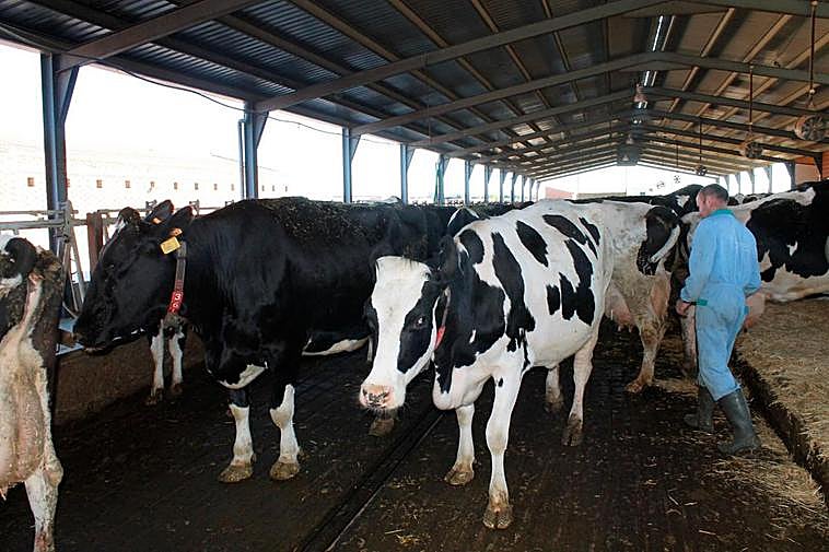 Explotación de vacuno de leche en Salamanca, la mayoría trabaja con robot de ordeño.