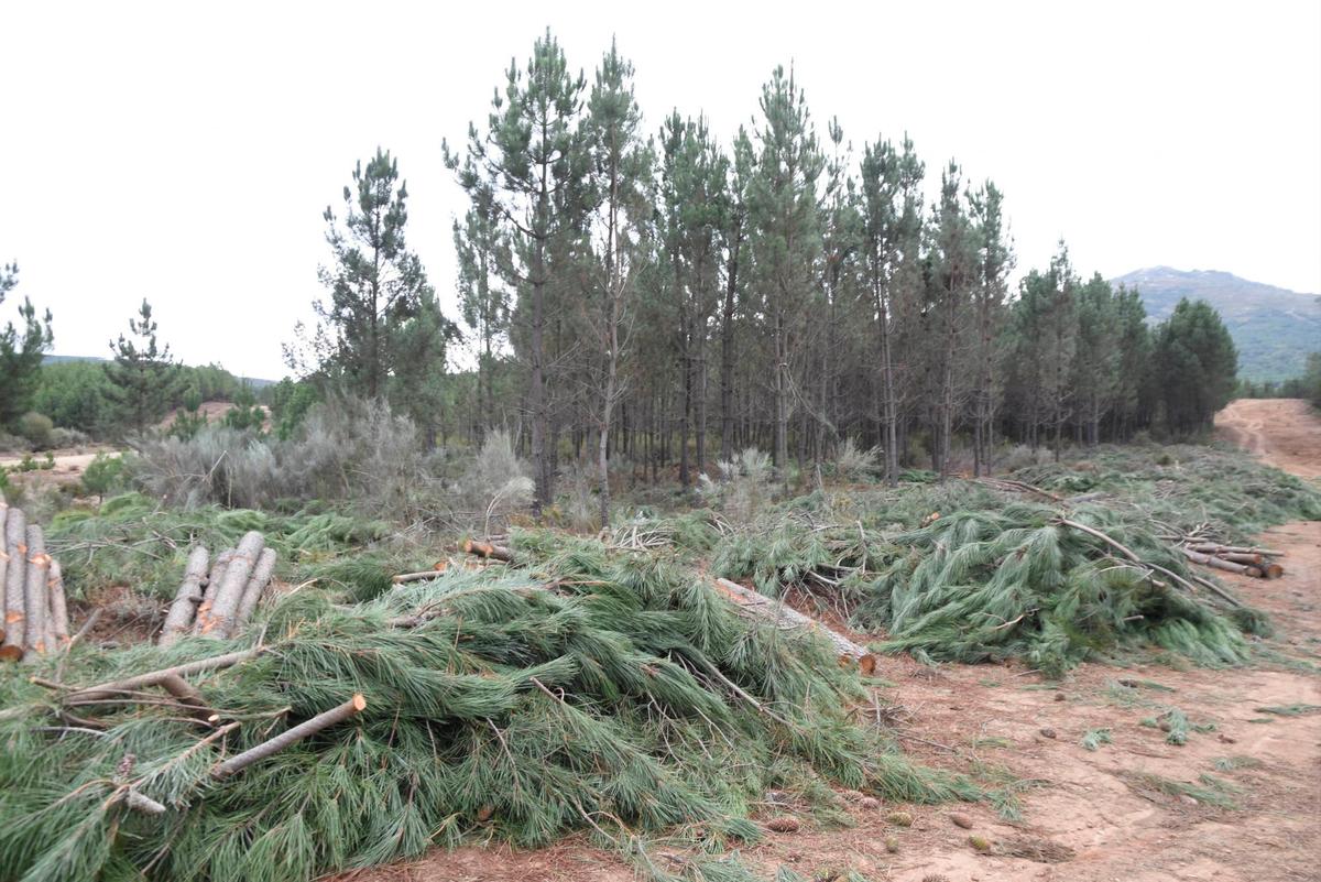 Corta de pinos para aprovechamiento maderero en un monte propiedad del Ayuntamiento de El Payo.