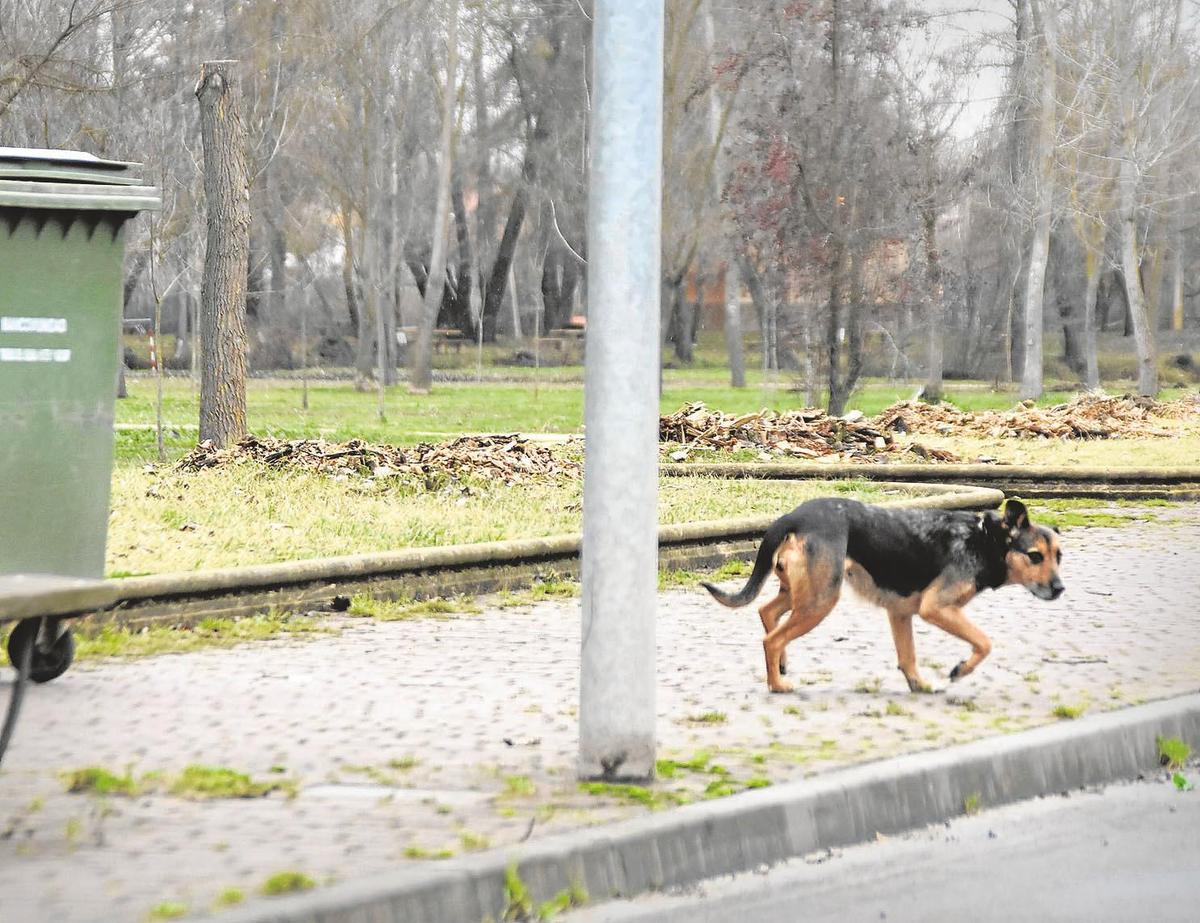 Un perro deambula libremente por las calles aparentemente sin dueño ni supervisión.