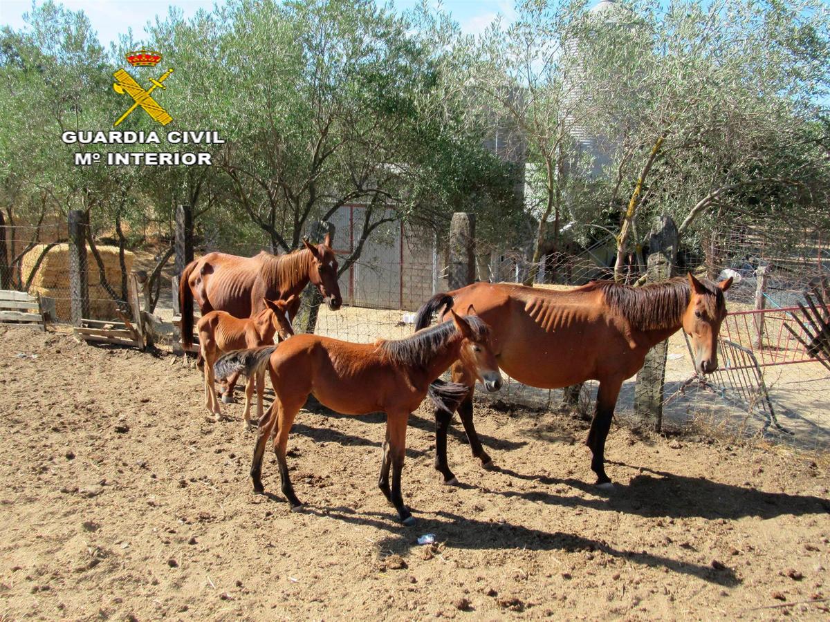 Caballos de la finca de El Pedroso.