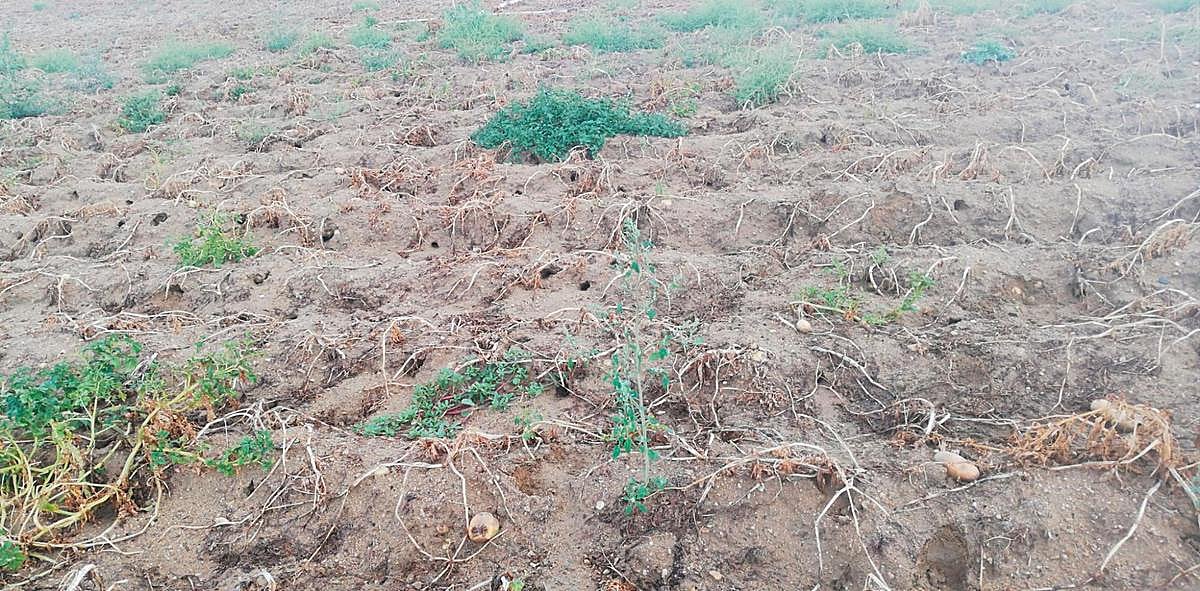 Huras de topillos en una tierra donde antes había patatas.