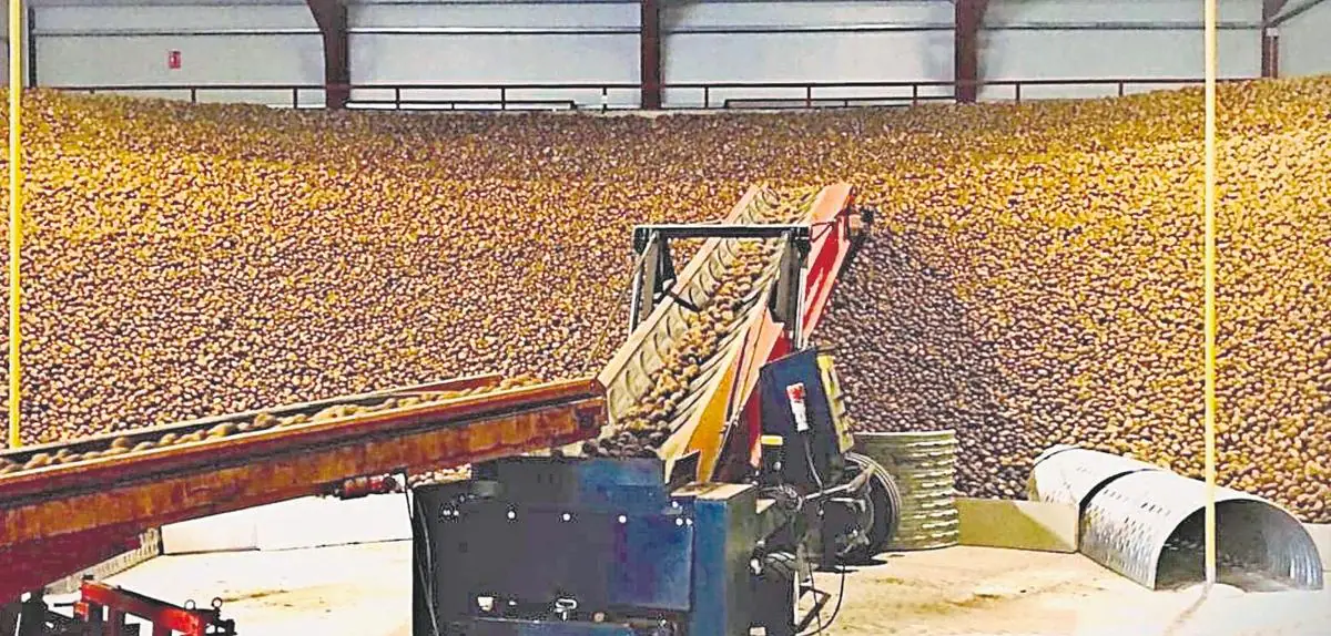 Patatas almacenadas en Encinas de Abajo para su venta para producto frito en bolsas. Ahora hay guardadas 4.000 toneladas.