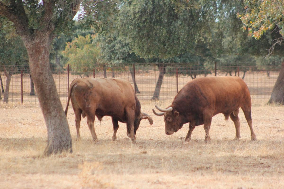 Dos toros de la ganadería de Pedraza de Yeltes