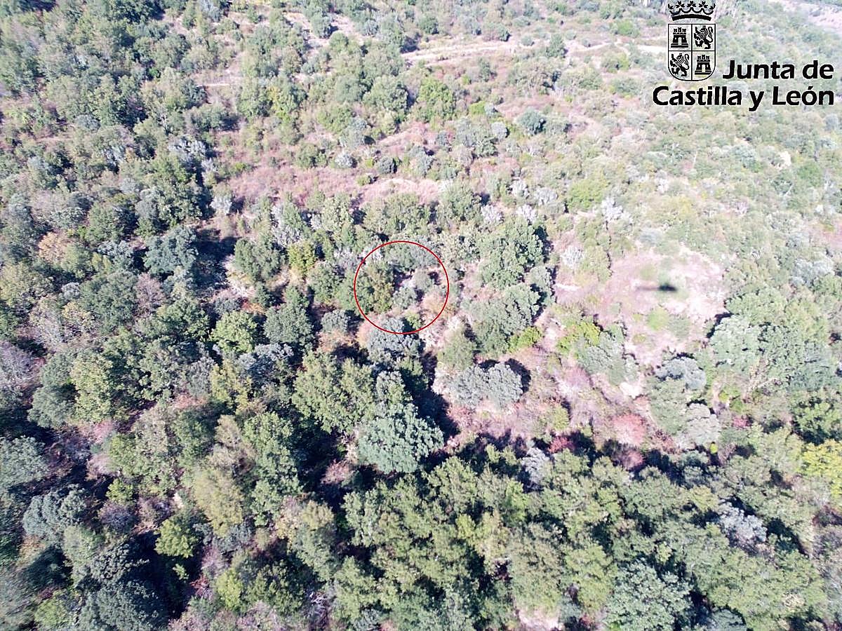 La joven herida, localizada por el helicóptero de la Junta. | JCYL