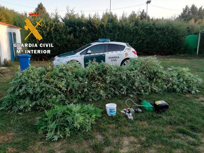 Agentes de la Guardia Civil en la plantación de marihuana.