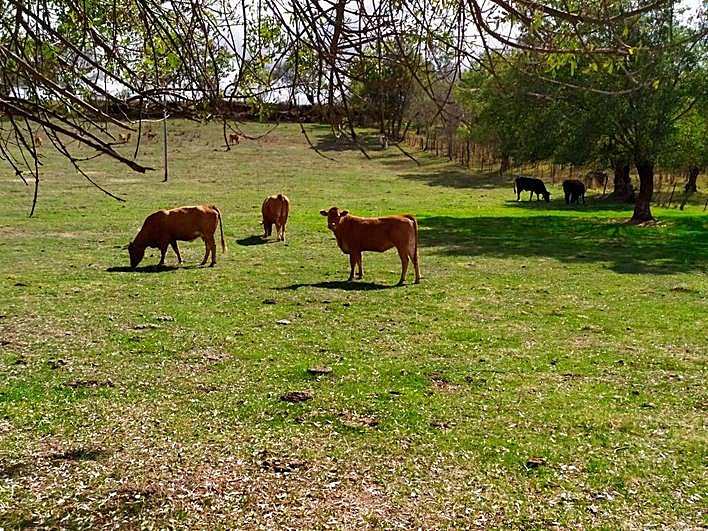 Ganado vacuno en la comarca de Béjar