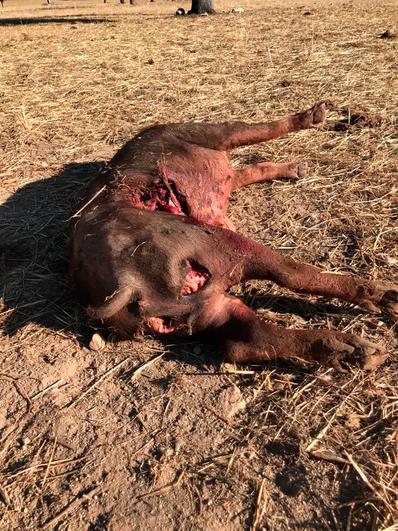 Último cerdo ibérico que ha encontrado muerto.