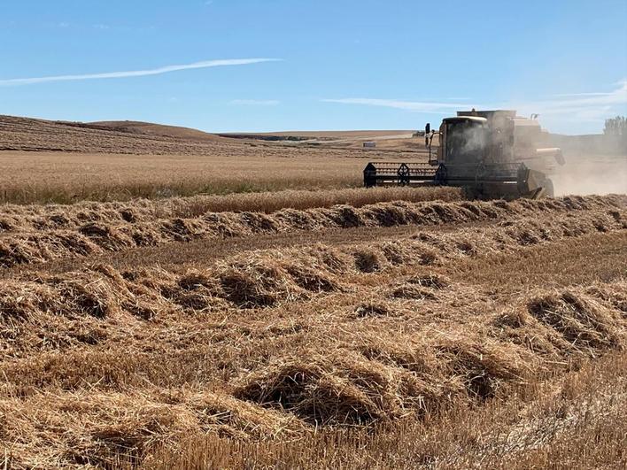 Un campo de cultivo salmantino.