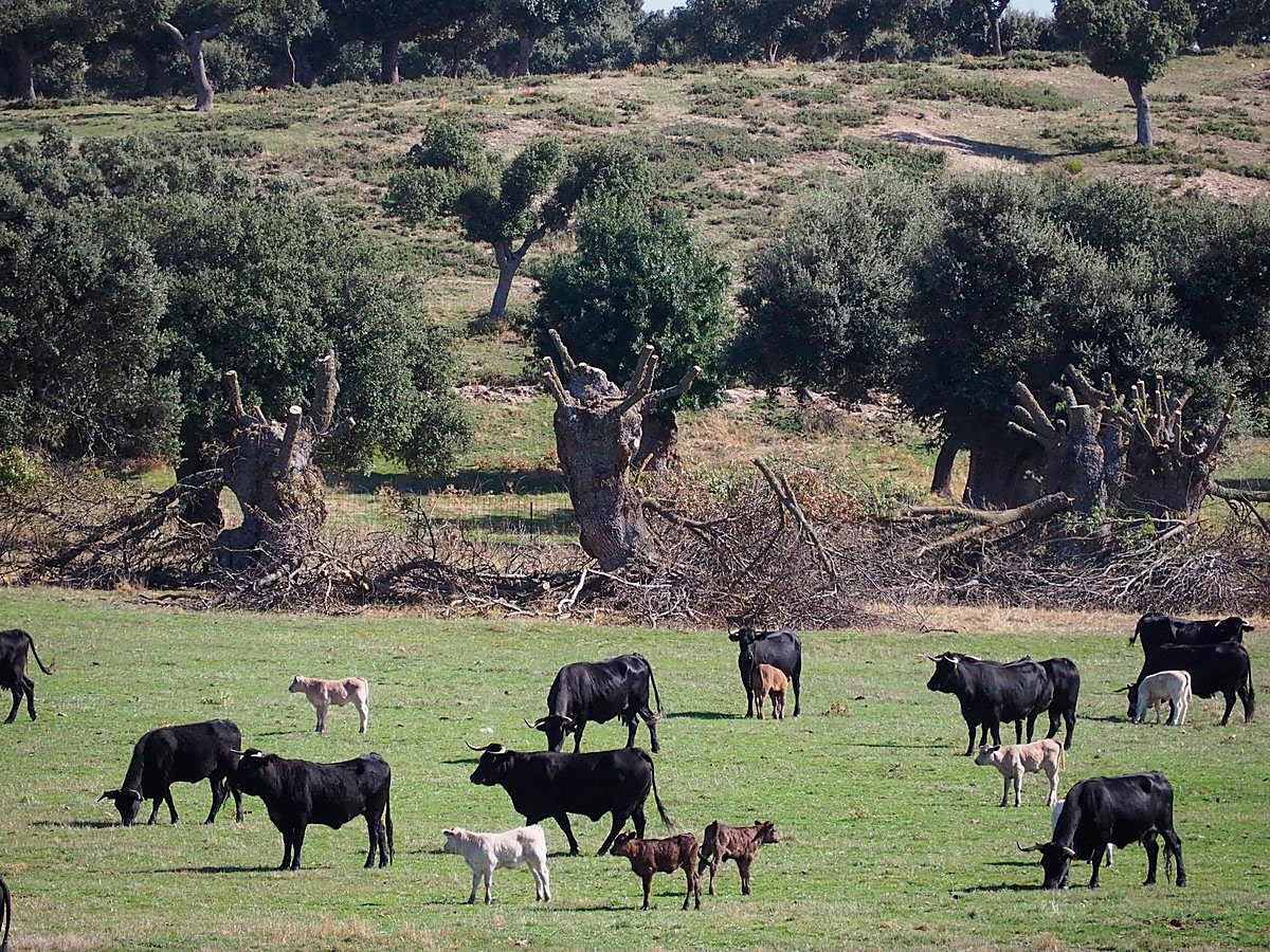 Vacas con sus terneros pastan en la dehesa.