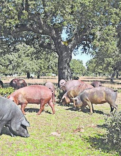 El oasis de la montanera del cerdo ibérico se encuentra en Salamanca