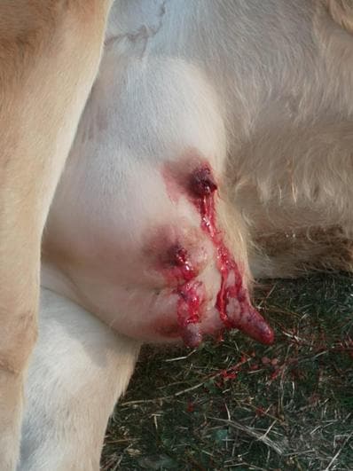 Espeluznante ataque del meloncillo a las ubres de una vaca en San Pedro de Rozados